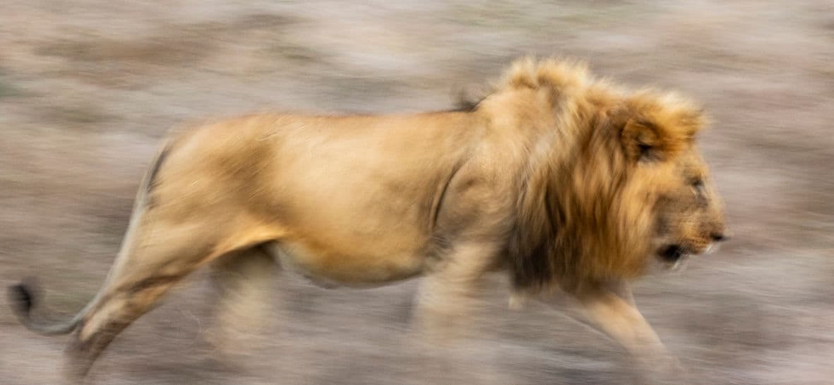Lion in Masai Mara
