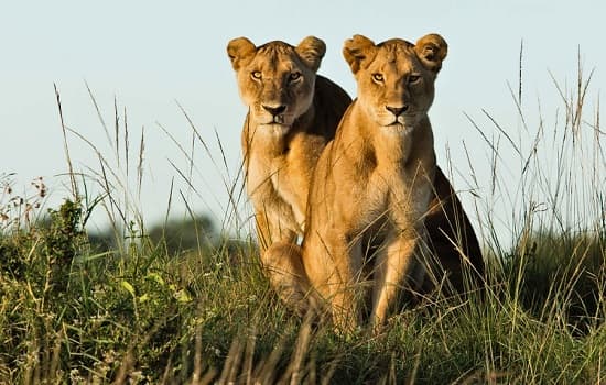 Elephant in Amboseli