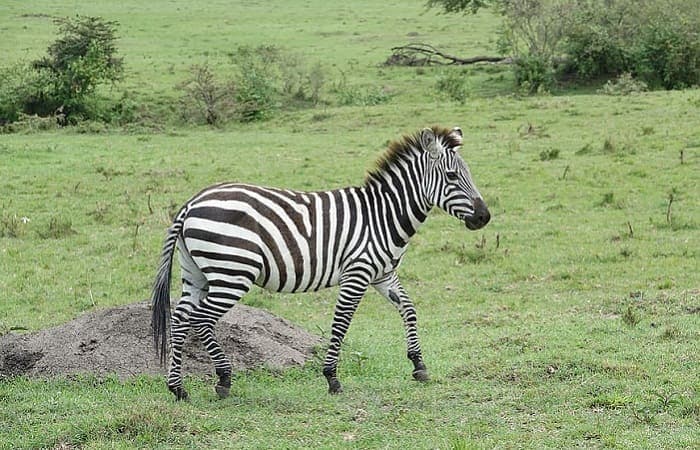 A close-up of a zebra's stripes